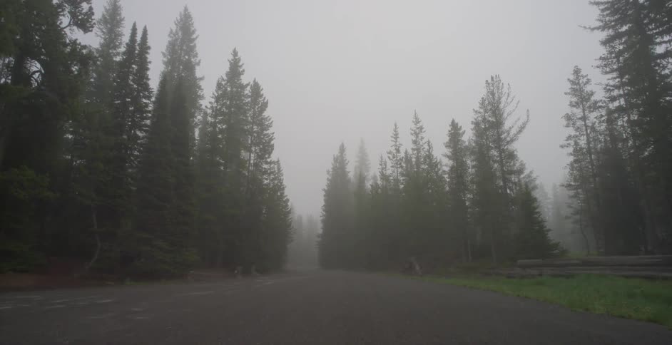 A foggy forest road