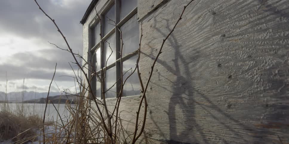 A bush is casting shadows on a cabin wall on a winter day