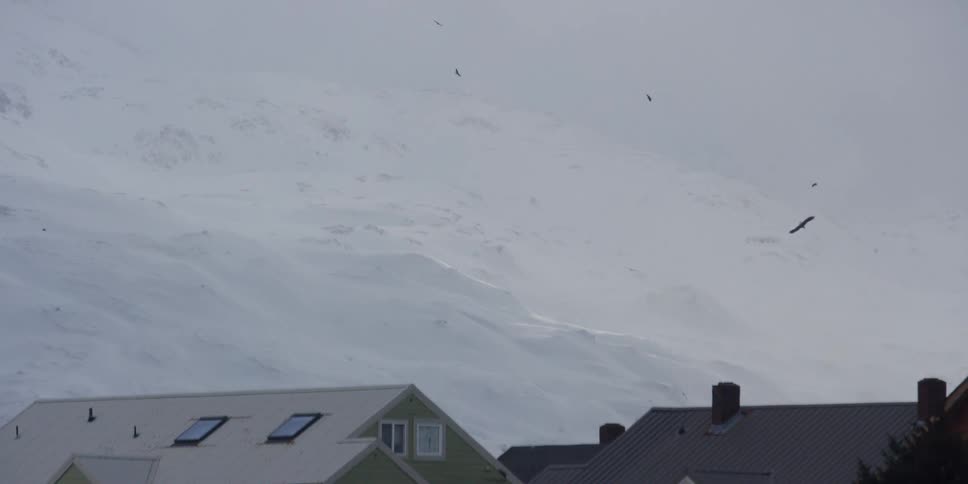 Birds fly over houses