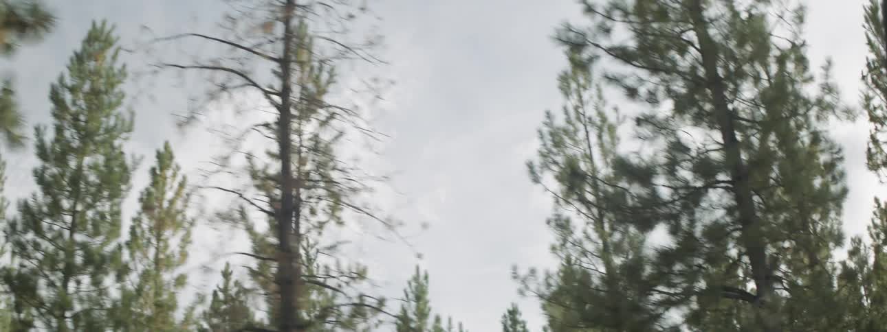 A car drives by forest trees