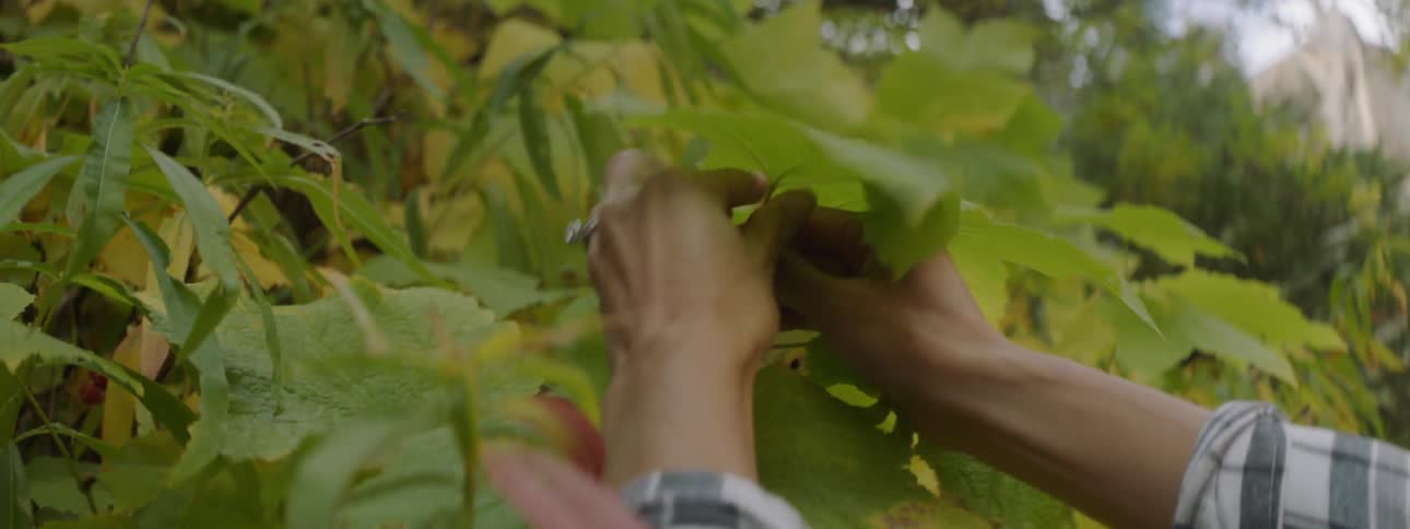 A hiker picks a leaf from a plant