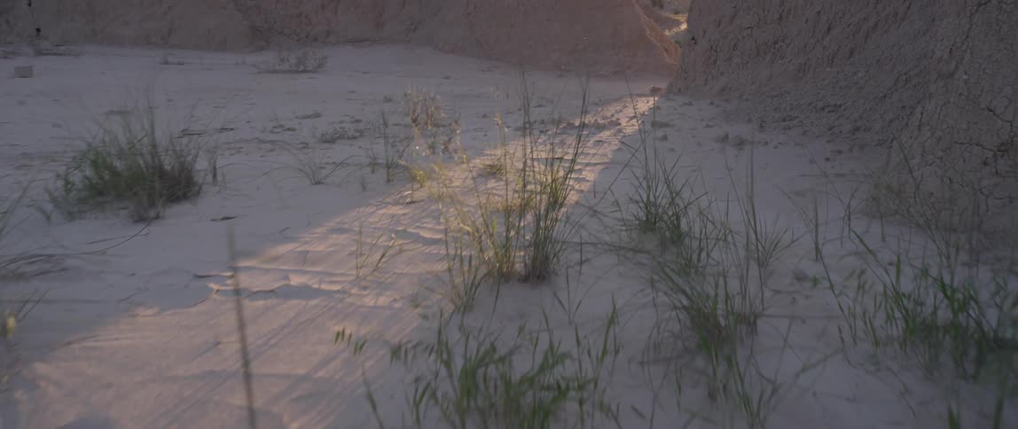 Grass peeking thru the sand