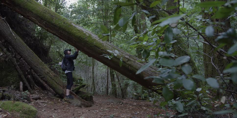 A woman looks at a large fallen tree in the woods