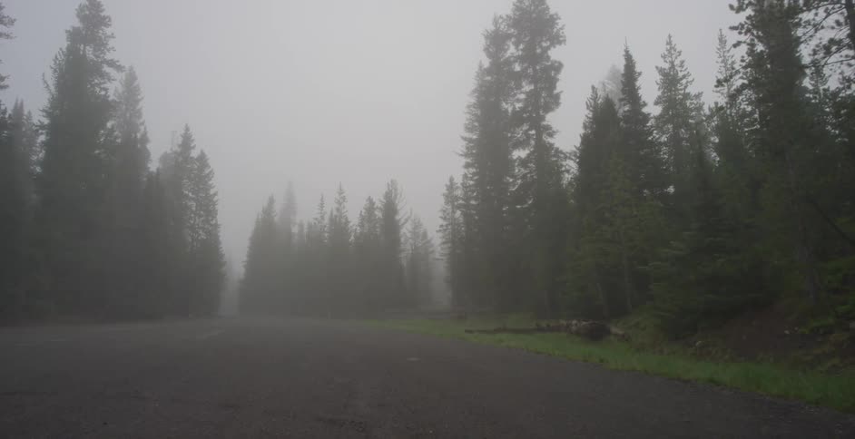Road leading to a forest with dense fog