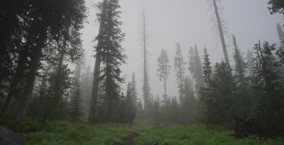 Grass area leading up to foggy woods