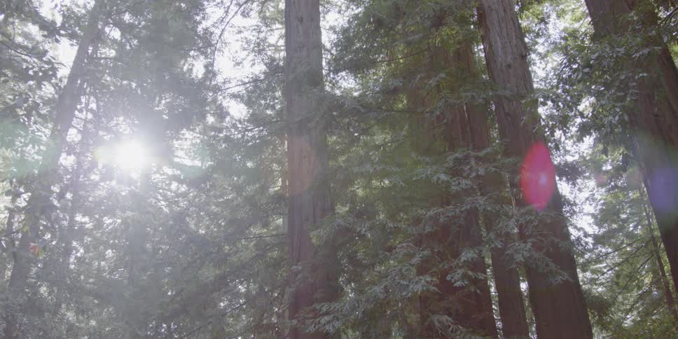 The sun is shining through the trees in the forest