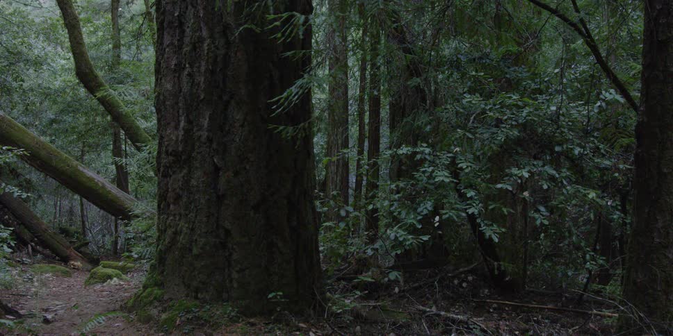 Large tree in the middle of a forest