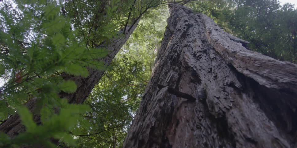 Large tree in the woods