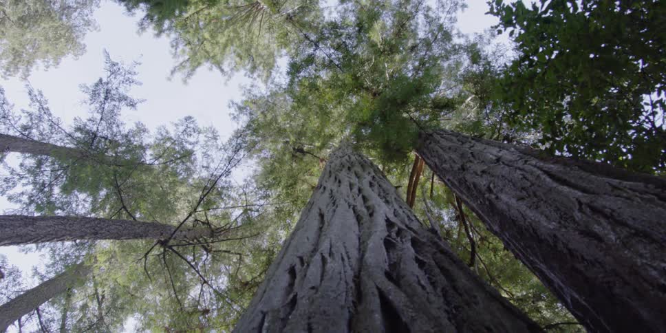 Tall trees tower in the forest