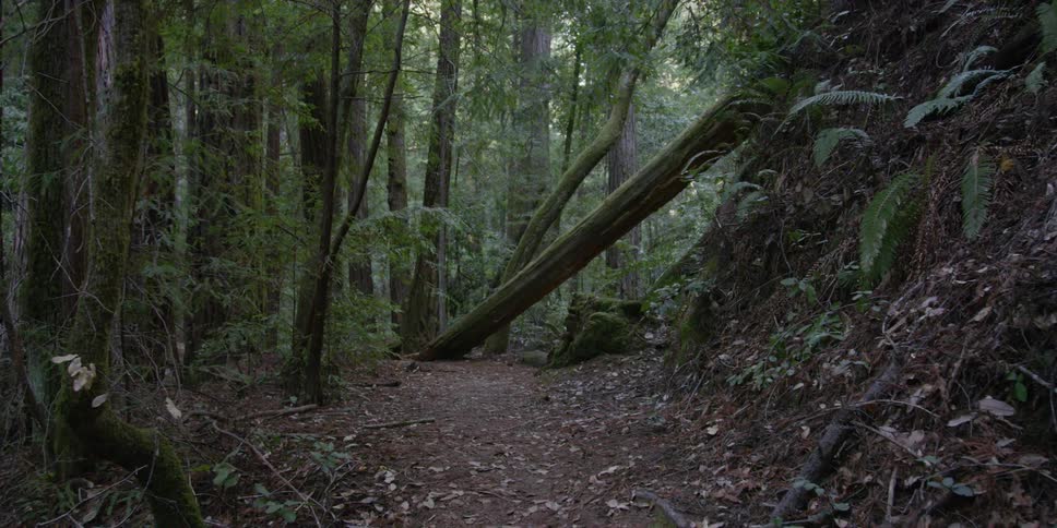 Trees and foliage grow in a forest