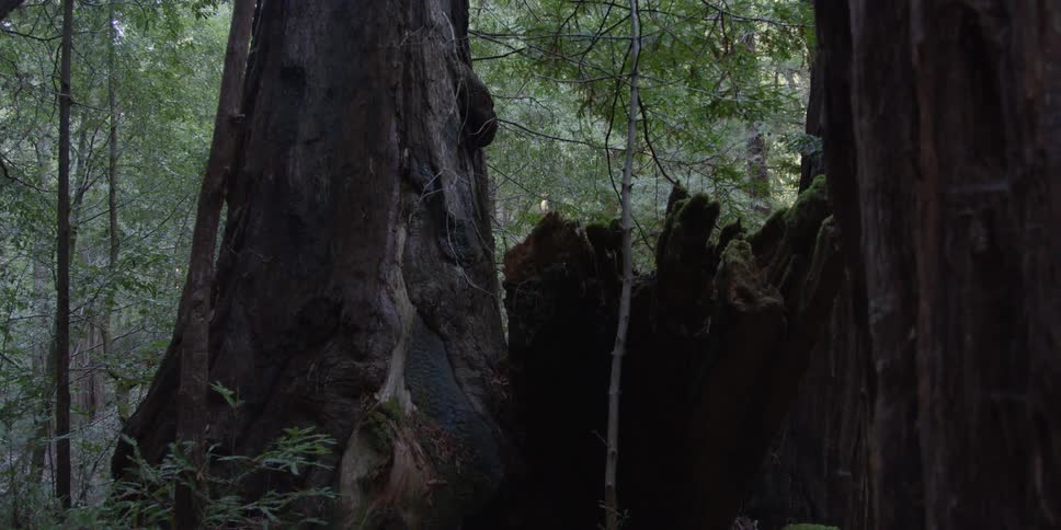 Large tree in the middle of a forest