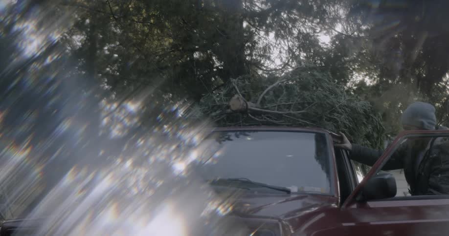 Man climbs out of a car with a pine tree strapped to the roof