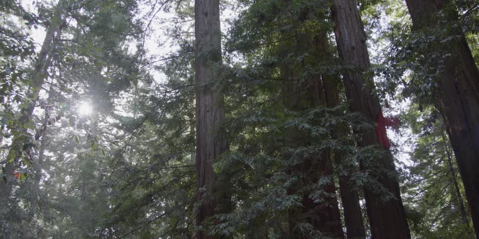 Sun shining through the trees in a forest