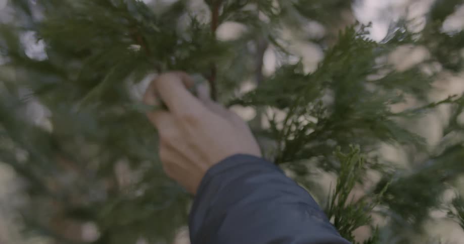 Person touches branches on a tree