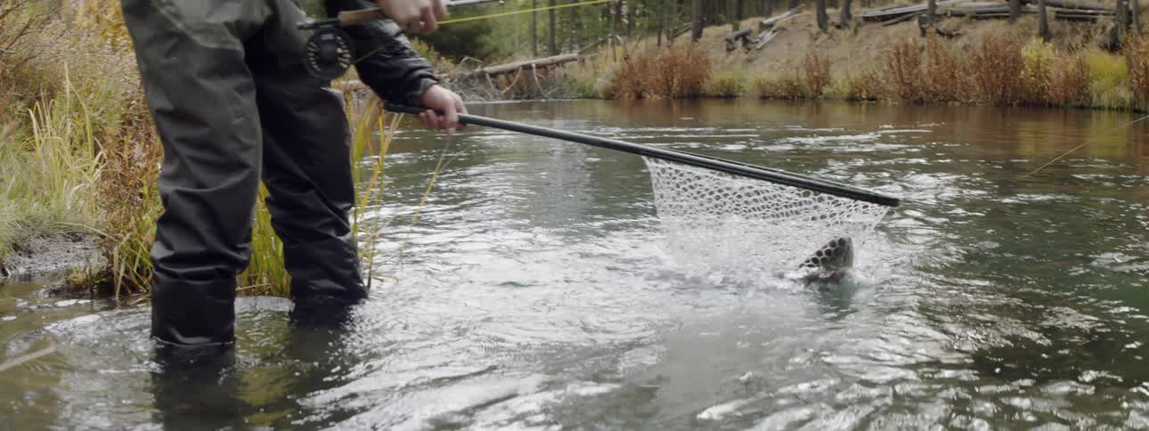 A person is catching a fish in a net