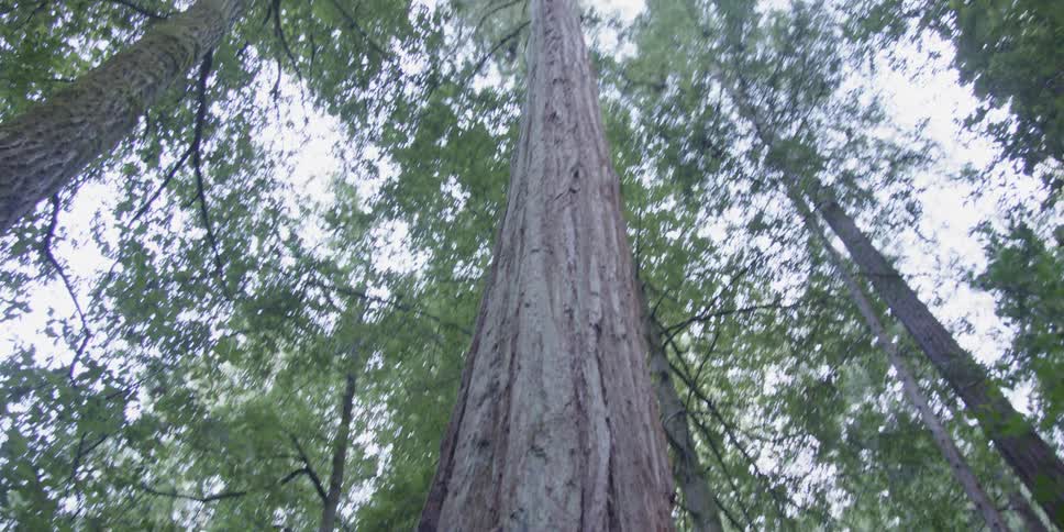 Tall trees tower in the forest