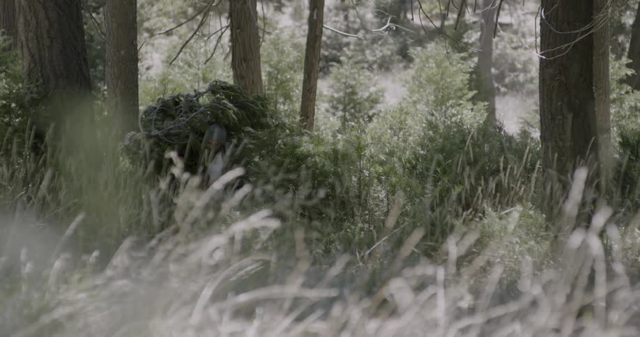Man carries a cut down pine tree in a forest
