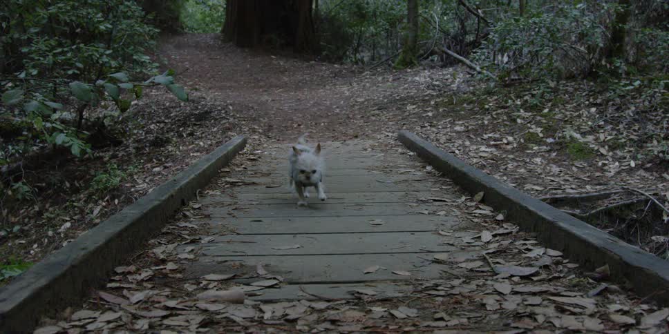 A dog walks across a wood bridge in the woods