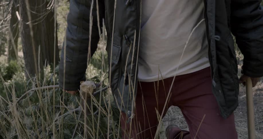 Person drags a small cut tree through the woods