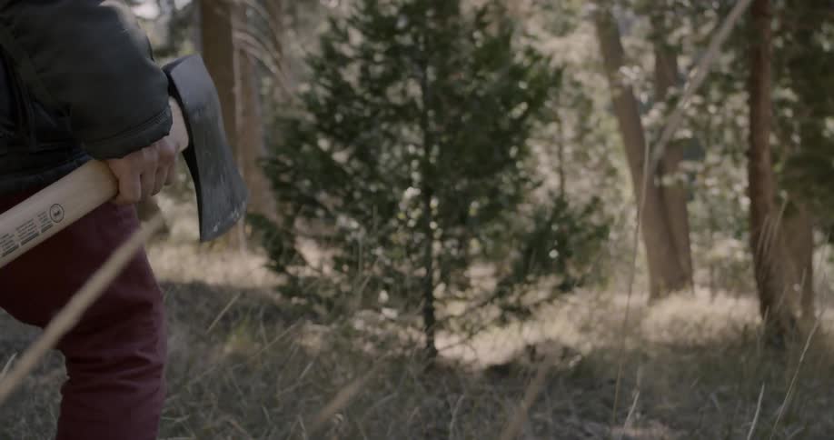 Someone is carrying an axe in the woods towards a small tree