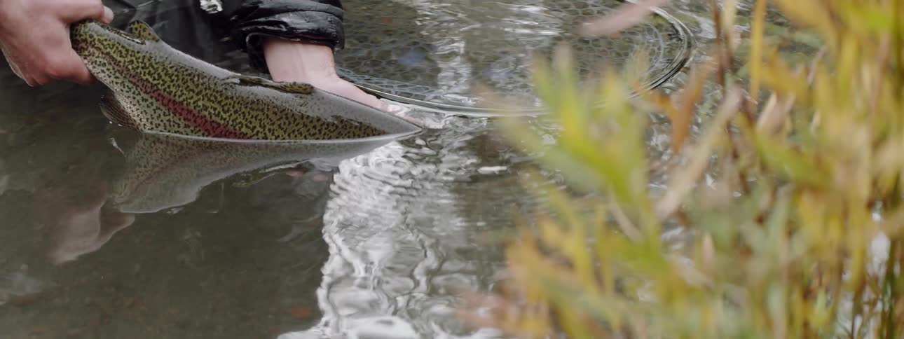 A fisherman holds a trout in a river