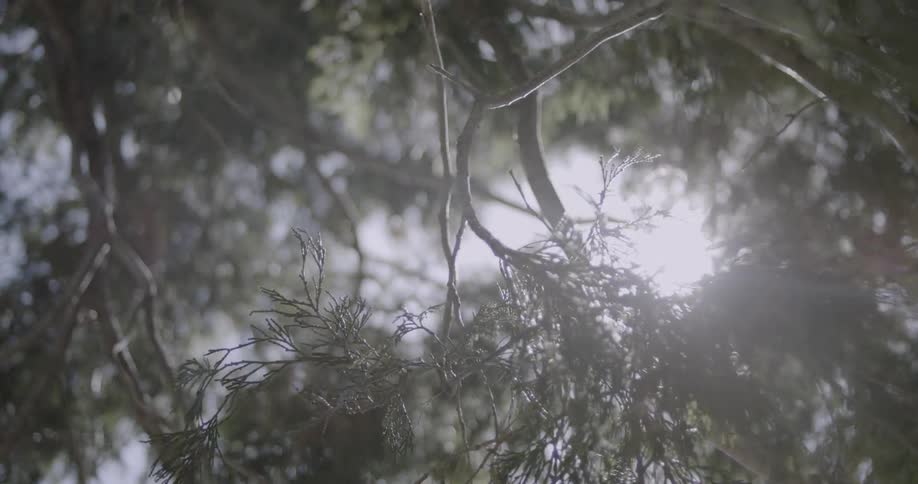 The branches of an evergreen has the sun shining through
