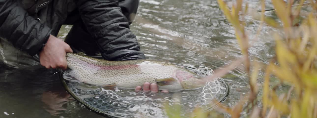 Man removes a trout from a fishing net