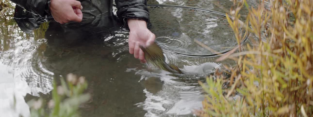 A fisherman releases a trout