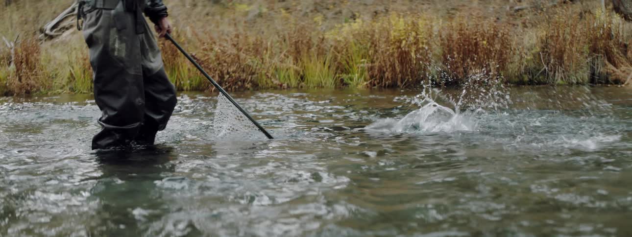 A person walks around the stream catching a fish with a net