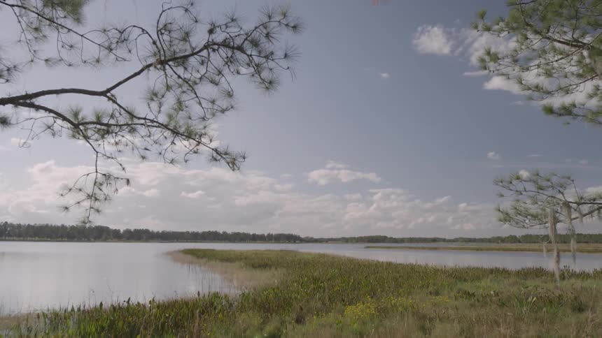 The shore has grass by the water