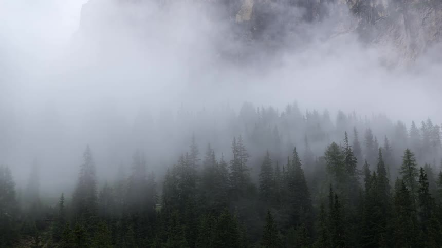 Fog rolling in over a forest of evergreen trees