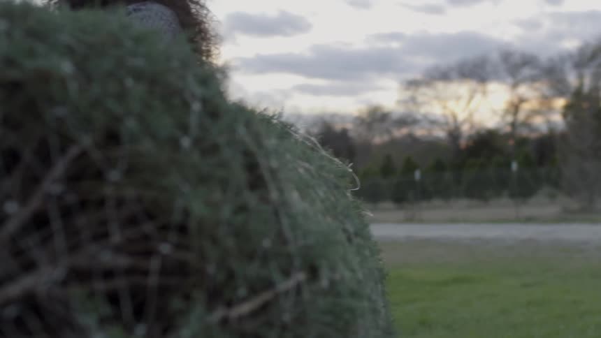 Man and woman carry a cut down pine tree at sunset