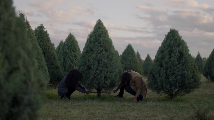 A man and woman are sawing at the base of a christmas tree in a tree farm at dusk