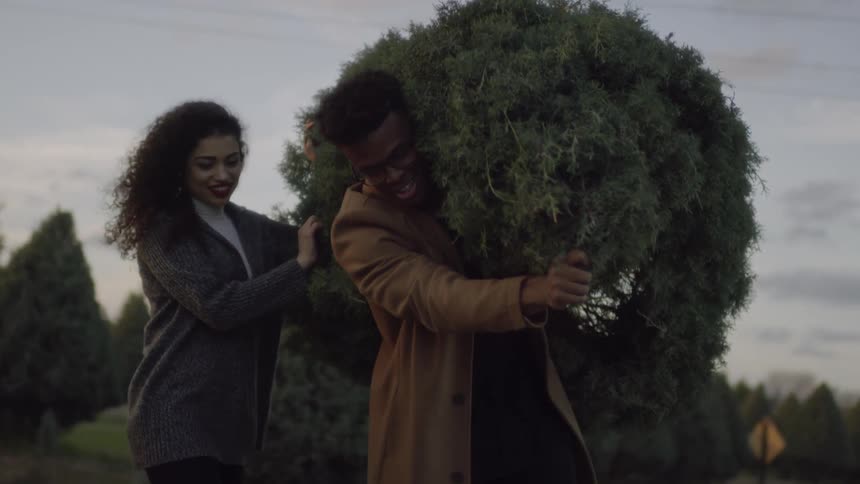 Man and woman carry a cut down pine tree at sunset