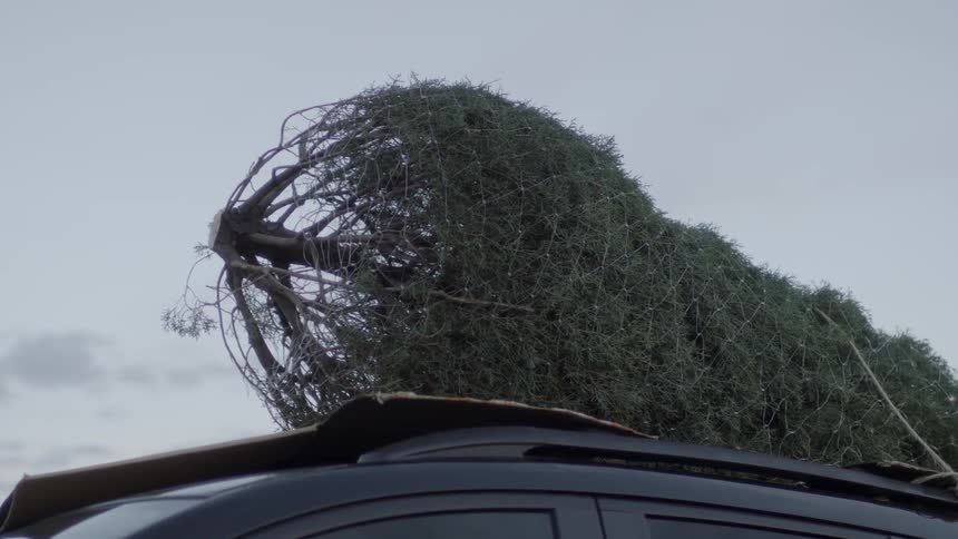 A christmas tree is wrapped in a net and secured to a roof rack