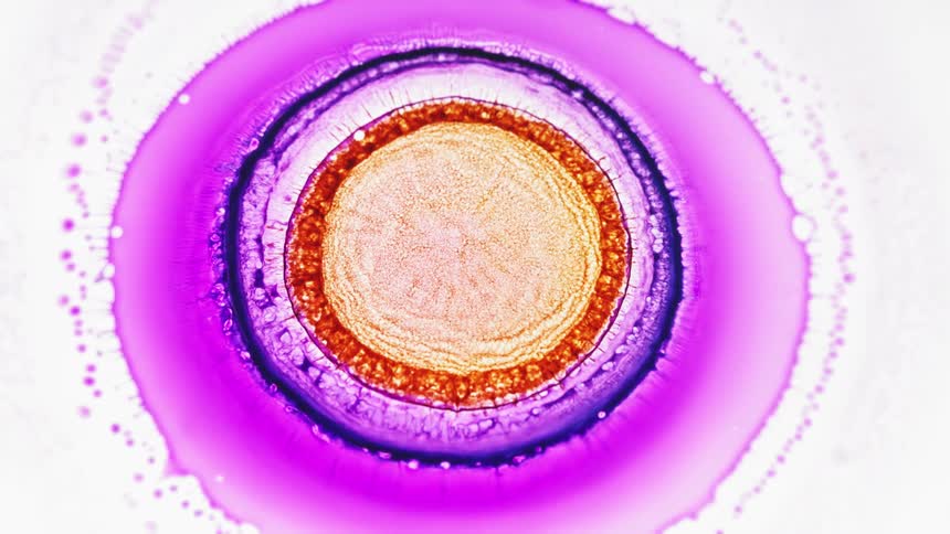 orange and purple ink creates a microscopic organic pattern
