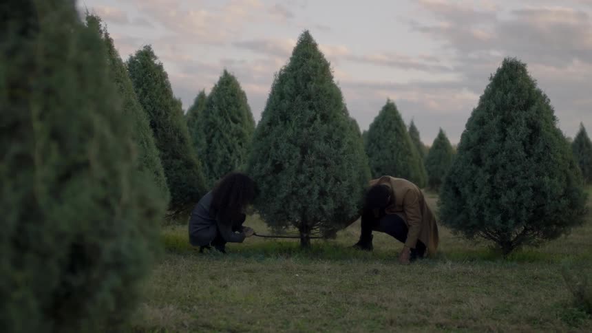 A man and woman are sawing at the base of a christmas tree in a tree farm at dusk