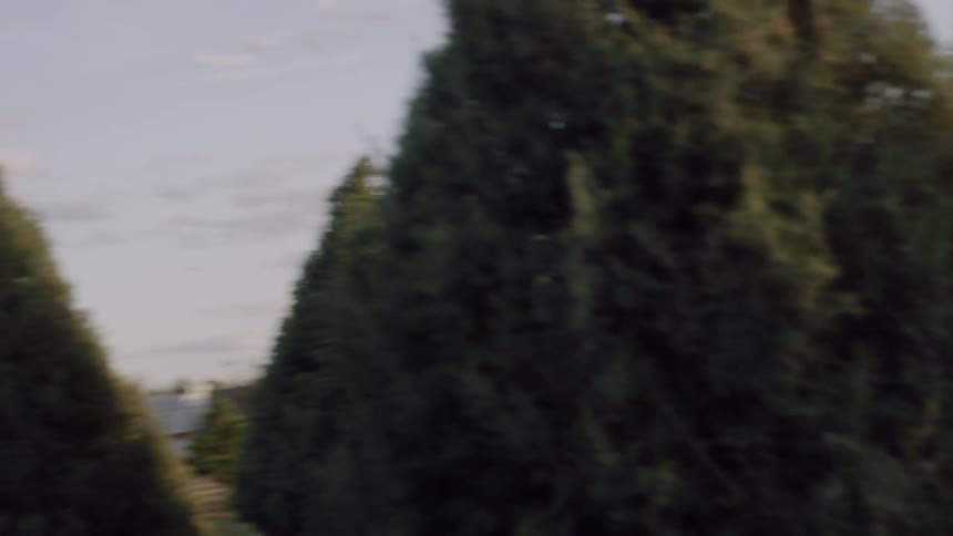 A man and woman laugh and run through a christmas tree farm