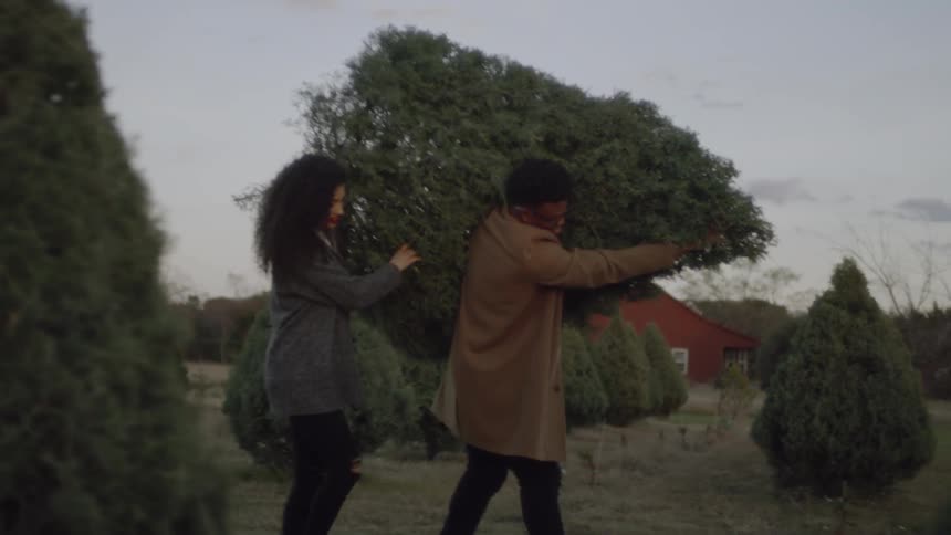 A man and woman are carrying a christmas tree as they walk in a tree farm at dusk
