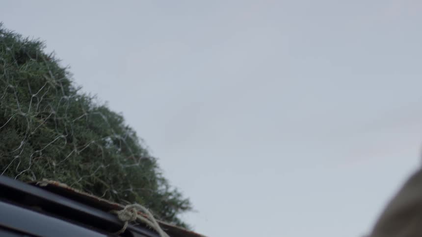 A man ties a pine tree on top of a car