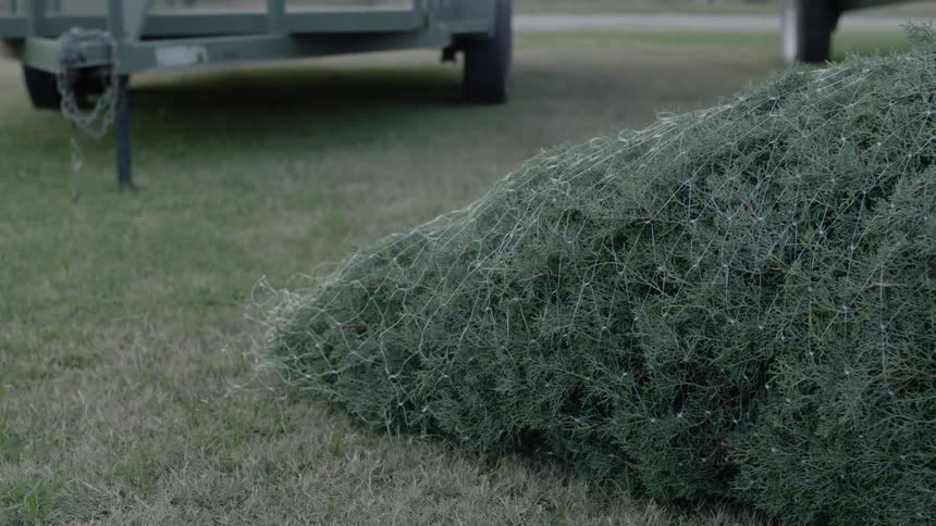 A christmas tree is wrapped in a net and on the ground