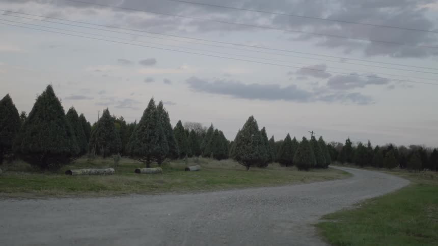 Clouds float over pine trees at sunset