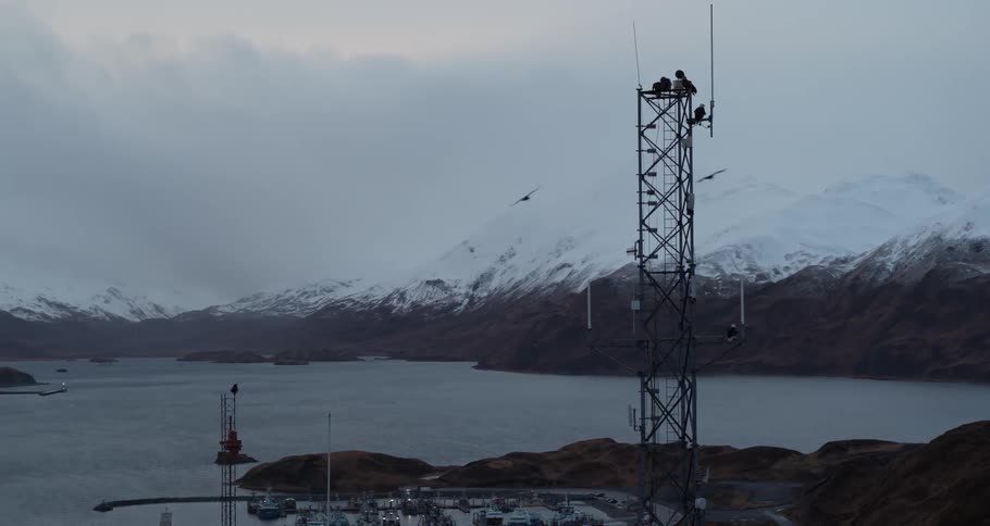 Eagles fly by a tower with a blinking light by the docks