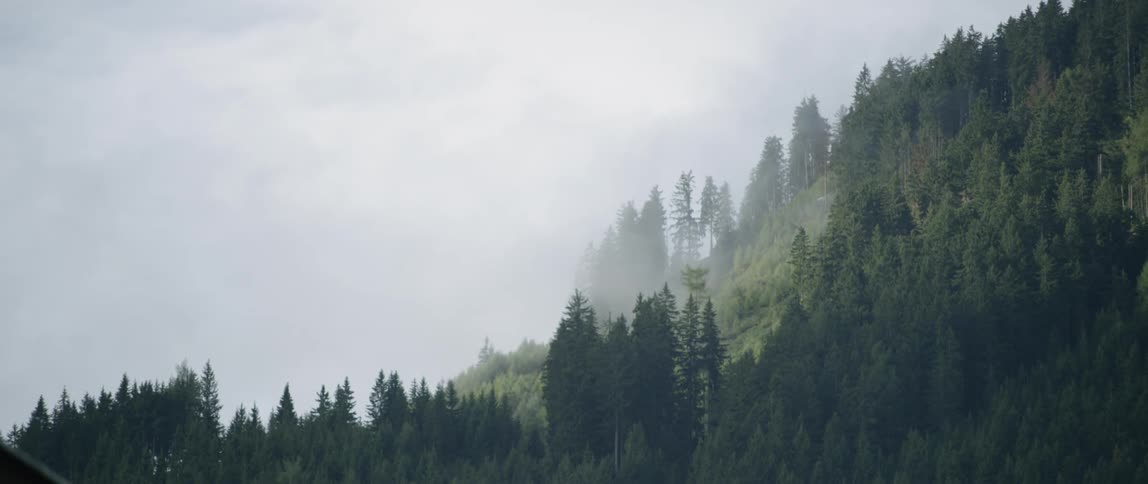 Fog is drifting along a hillside during the day