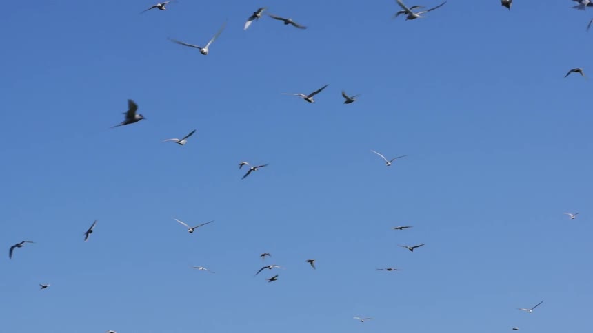 Birds fly in a clear sky