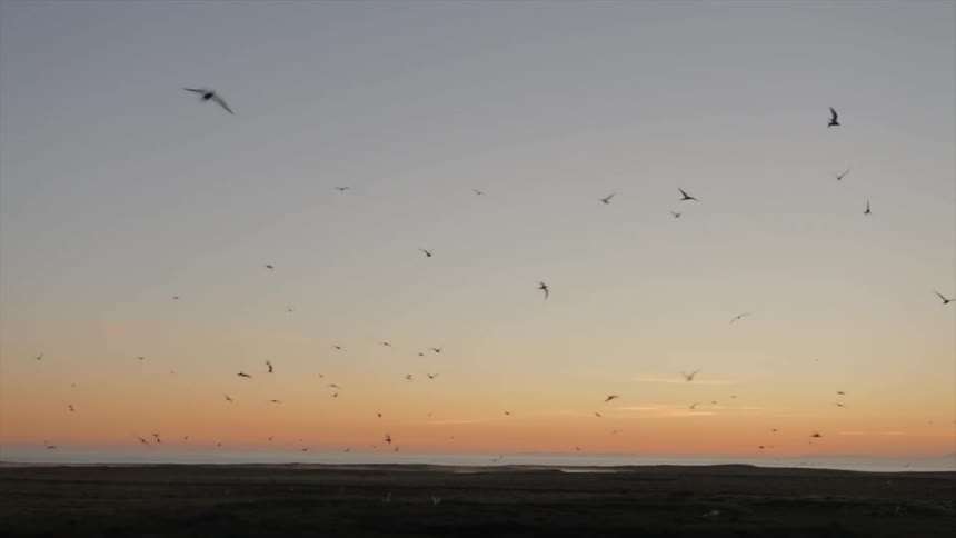 Birds fly above the beach