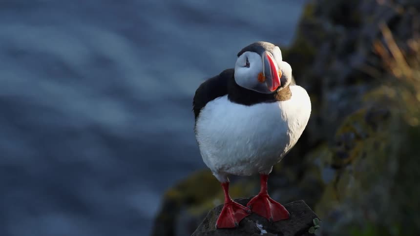 A puffin sits on a rock ledge