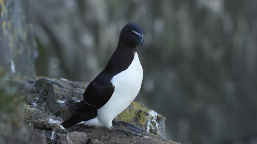 A curious black and white bird sits on a rock ledge