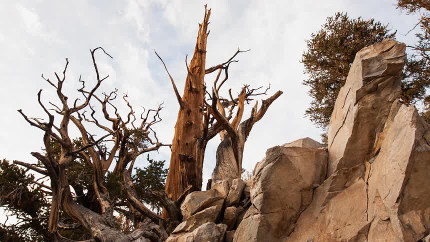 Gnarled tree branches and rocks in a desert