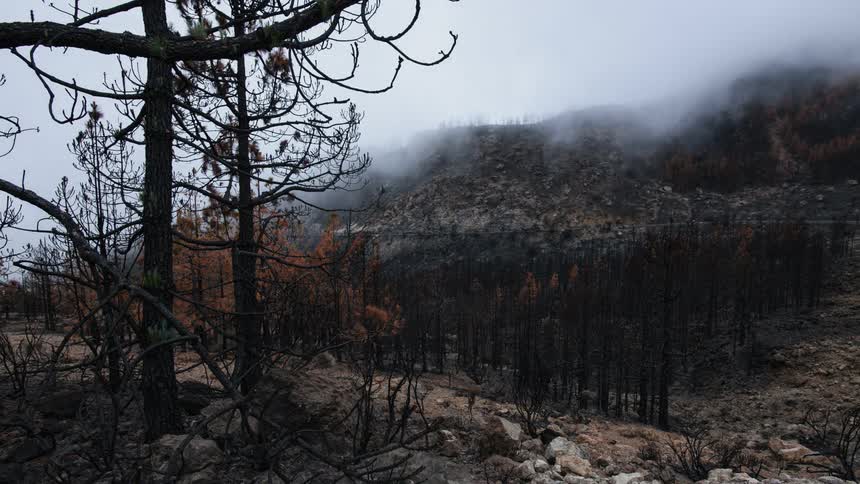 Fog covers the trees and mountain slope